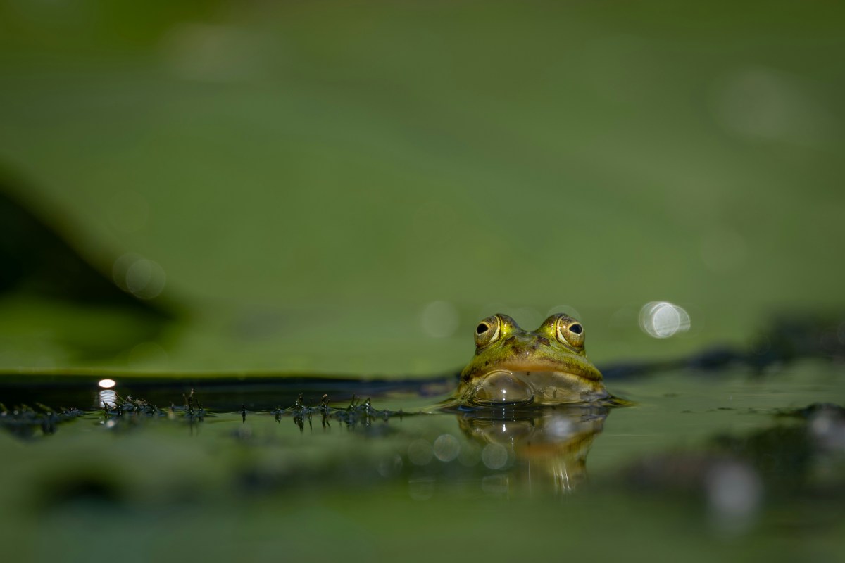 A Green Year